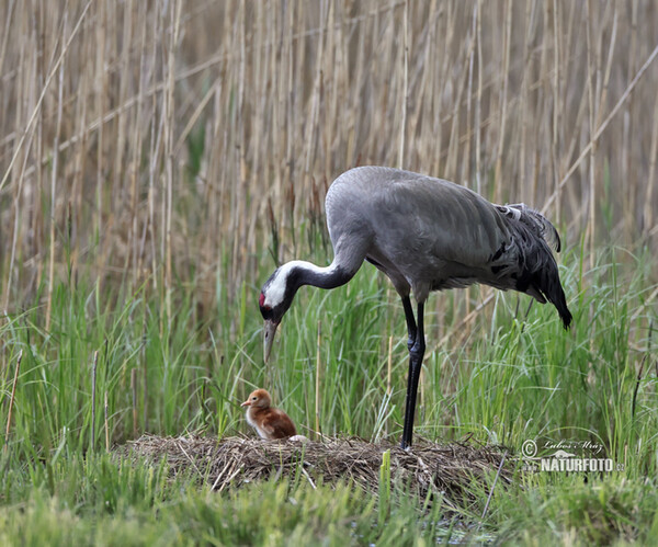 Žeriav popolavý (Grus grus)