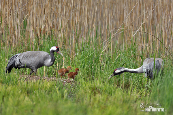 Žeriav popolavý (Grus grus)