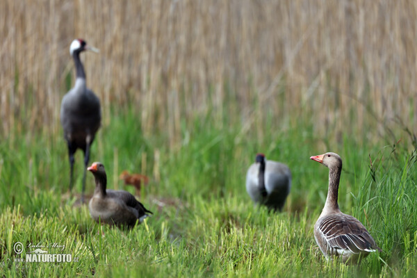 Žeriav popolavý (Grus grus)