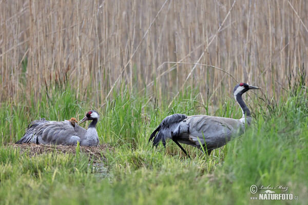 Žeriav popolavý (Grus grus)