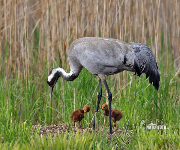 Žeriav popolavý (Grus grus)