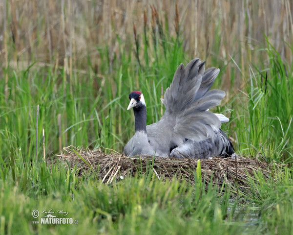 Žeriav popolavý (Grus grus)