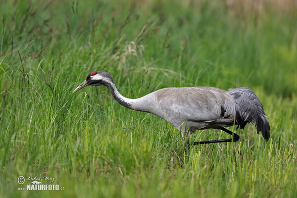 Žeriav popolavý (Grus grus)