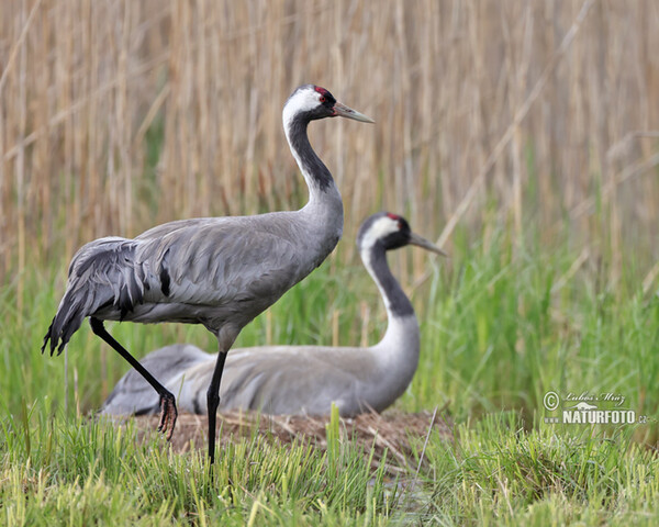 Žeriav popolavý (Grus grus)