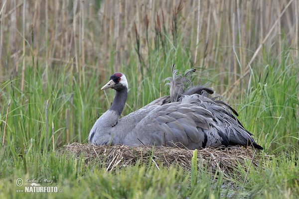 Žeriav popolavý (Grus grus)