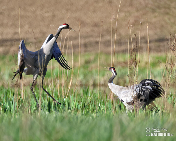 Žeriav popolavý (Grus grus)