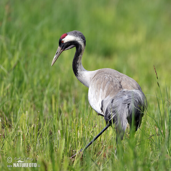 Žeriav popolavý (Grus grus)