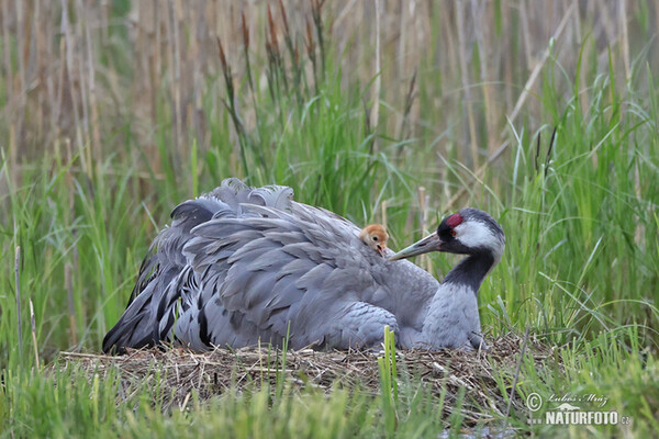 Žeriav popolavý (Grus grus)