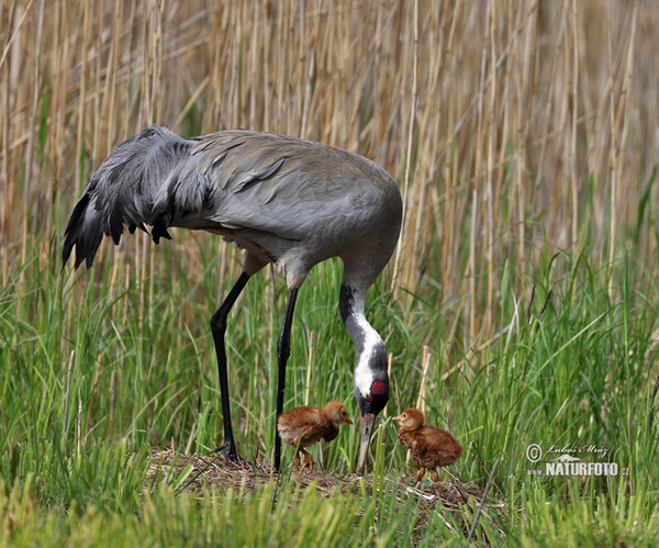 Žeriav popolavý (Grus grus)