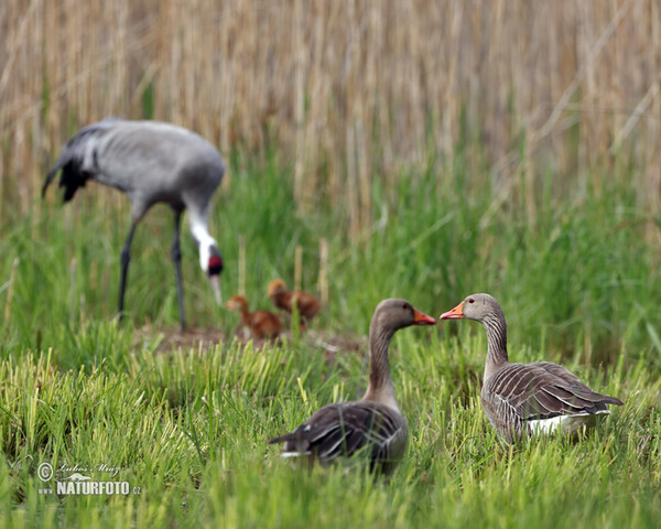 Žeriav popolavý (Grus grus)