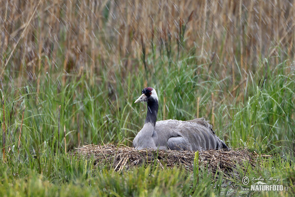 Žeriav popolavý (Grus grus)