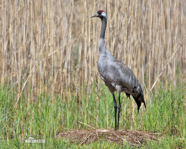 Žeriav popolavý (Grus grus)