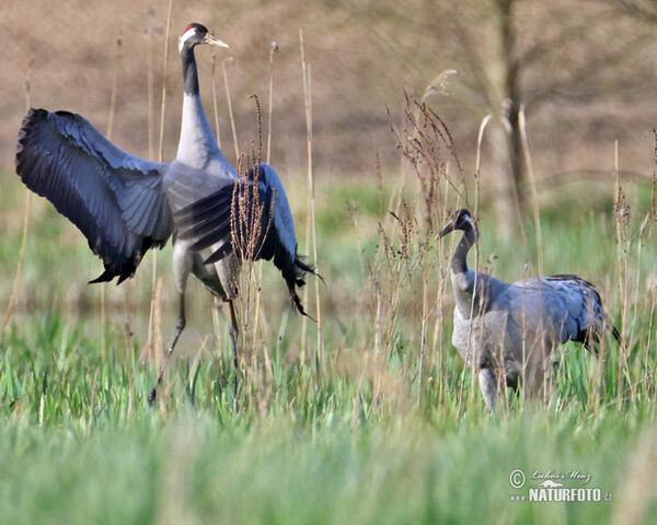 Žeriav popolavý (Grus grus)