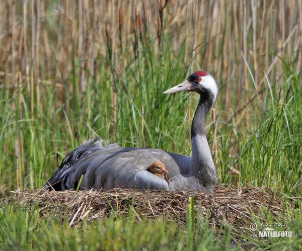 Žeriav popolavý (Grus grus)