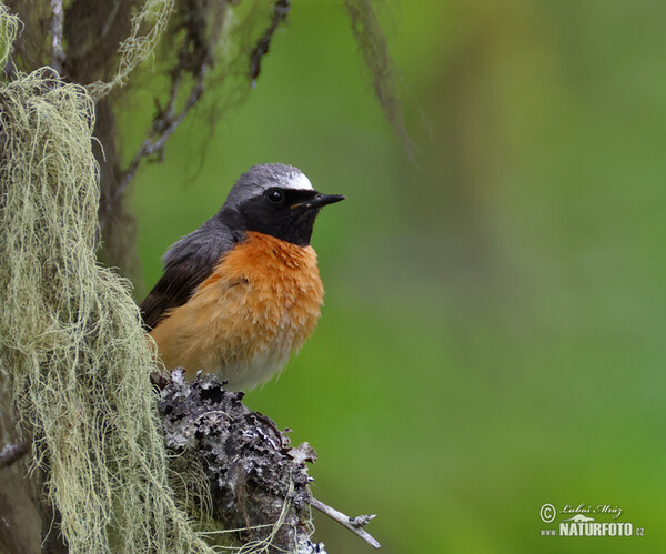 žľtochvost hôrny (Phoenicurus phoenicurus)