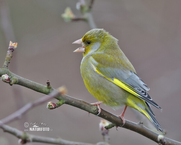 Zvonek zelený (Carduelis chloris)