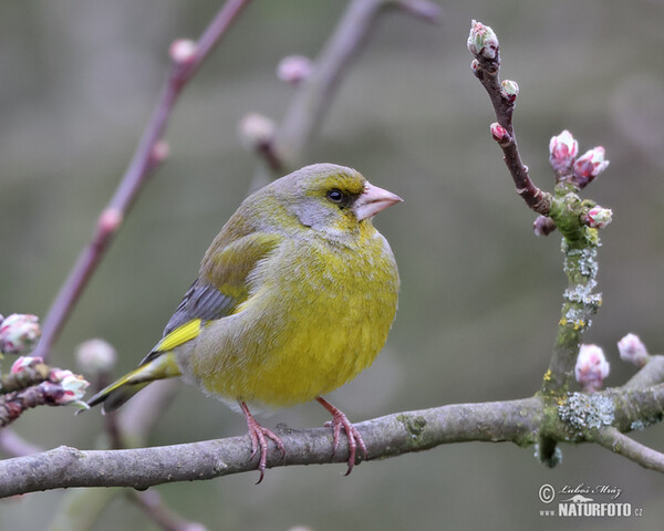 Zvonek zelený (Carduelis chloris)