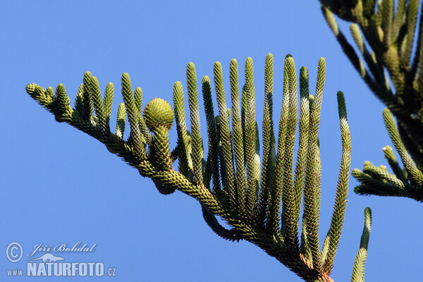 Araukária štíhlá (Araucaria heterophylla)