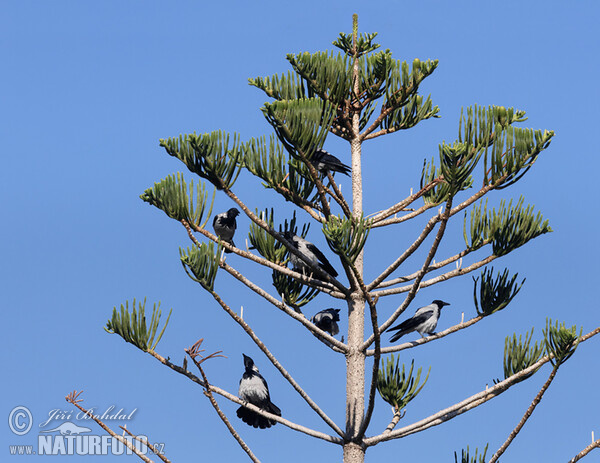 Araukária štíhlá (Araucaria heterophylla)