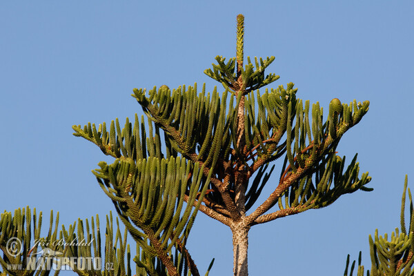 Araukária štíhlá (Araucaria heterophylla)