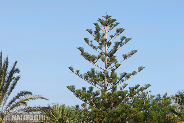 Araukária štíhlá (Araucaria heterophylla)