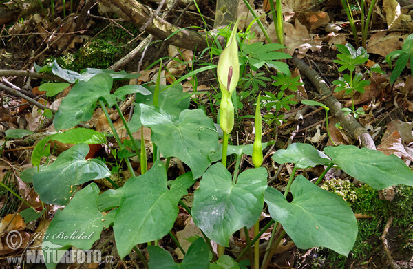 Árón (Arum cylindraceum)