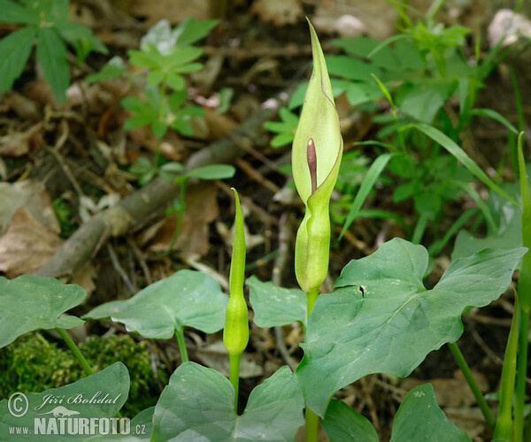 Árón (Arum cylindraceum)