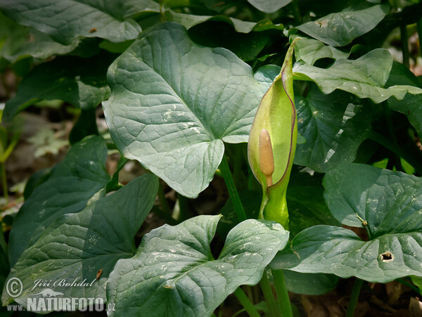 Árón (Arum cylindraceum)