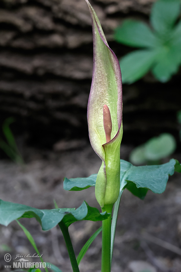 Árón (Arum cylindraceum)