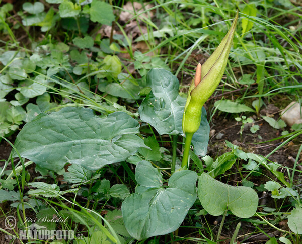 Árón východní (Arum cylindraceum)