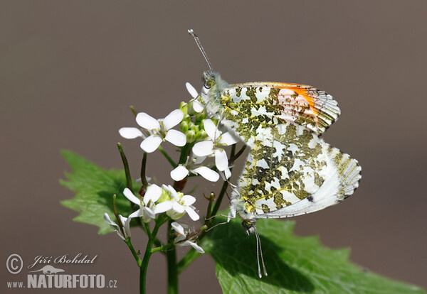 Bělásek řeřichový (Anthocharis cardamines)