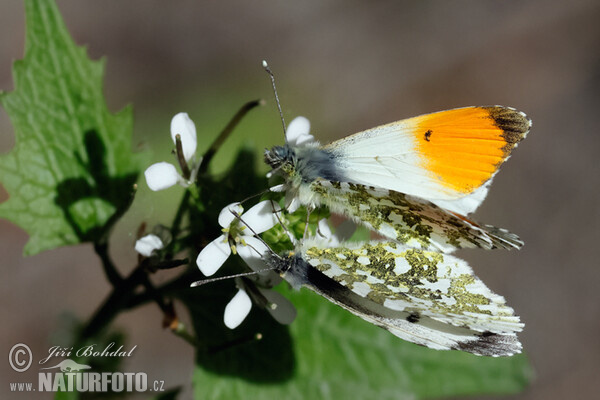 Bělásek řeřichový (Anthocharis cardamines)