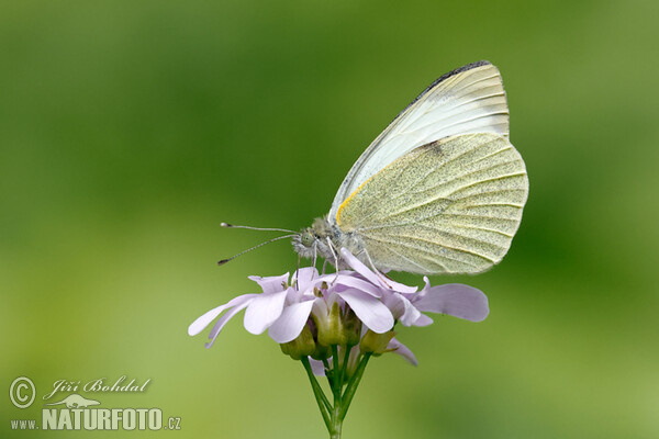 Bělásek zelný (Pieris brassicae)