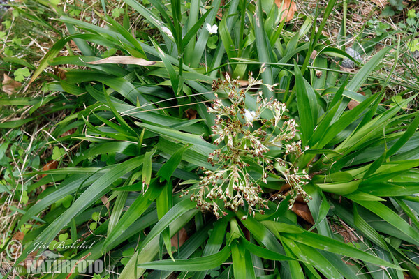 Bika lesní (Luzula sylvatica)