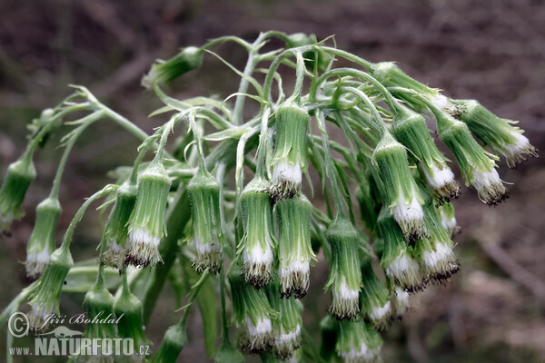 Deväťsil biely (Petasites albus)