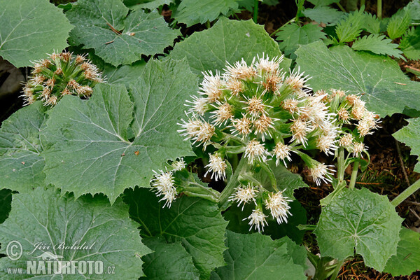 Devětsil bílý (Petasites albus)