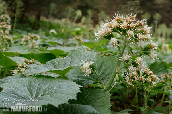 Devětsil bílý (Petasites albus)