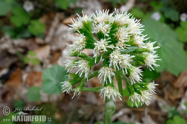 Devětsil bílý (Petasites albus)