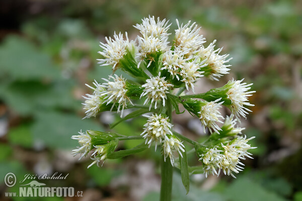 Devětsil bílý (Petasites albus)