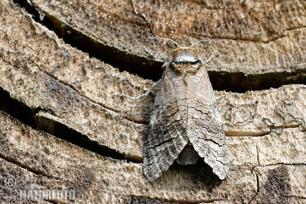 Drvopleň obecný (Cossus cossus)