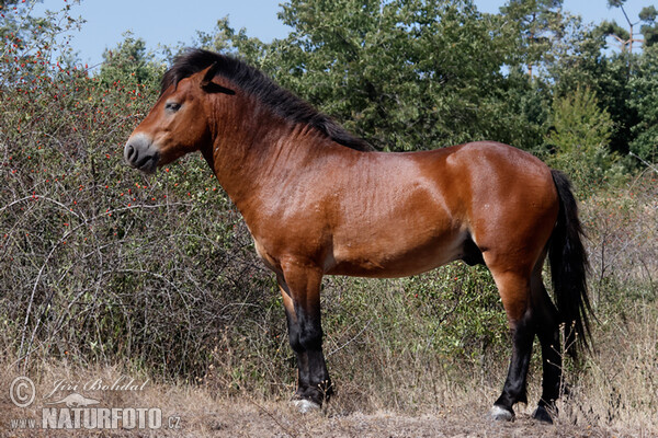 Exmoorský pony (Equus ferus f. caballus)