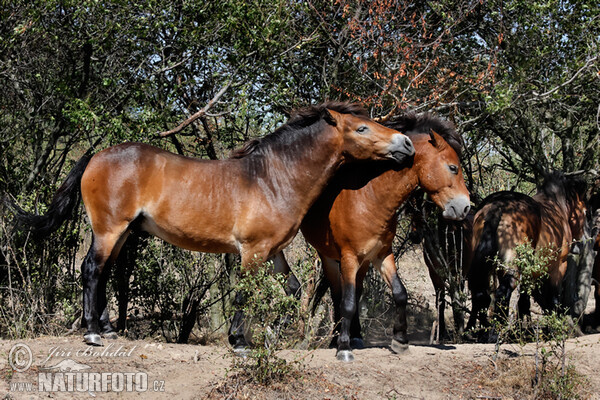 Exmoorský pony (Equus ferus f. caballus)