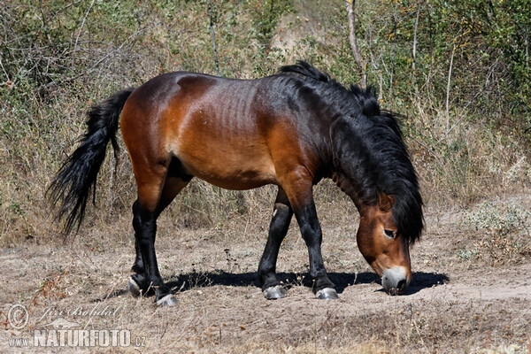 Exmoorský pony (Equus ferus f. caballus)