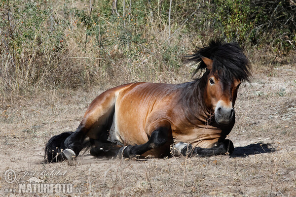 Exmoorský pony (Equus ferus f. caballus)