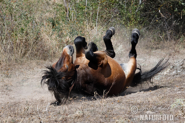 Exmoorský pony (Equus ferus f. caballus)