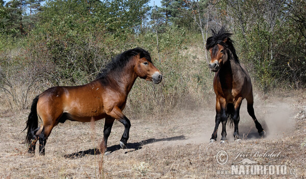 Exmoorský pony (Equus ferus f. caballus)