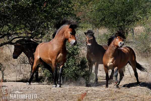 Exmoorský pony (Equus ferus f. caballus)