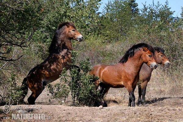 Exmoorský pony (Equus ferus f. caballus)