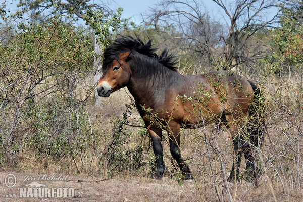 Exmoorský pony (Equus ferus f. caballus)