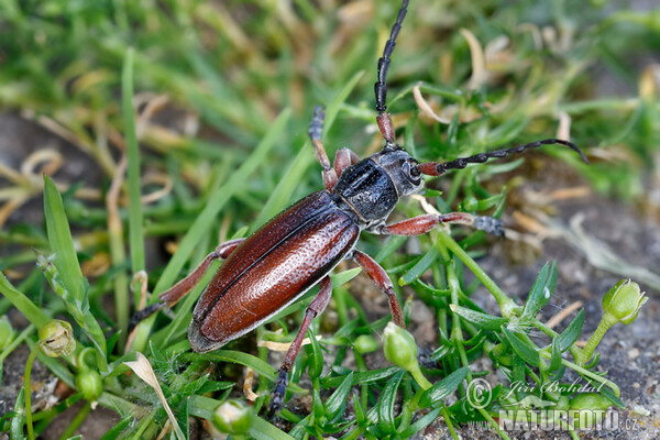 Fuzáč trávový (Dorcadion fulvum)